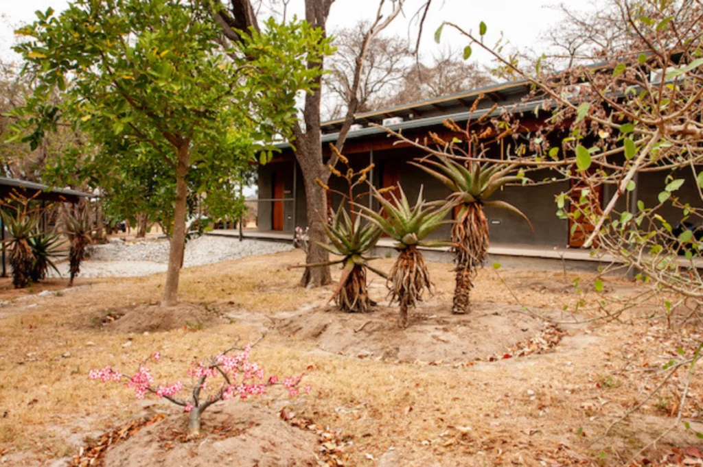 6 Day Kruger Park / Manyeleti Tour Wits Bushcamp Lodge A modern, single-story building with large windows is surrounded by dry landscape with aloe plants and a small tree with pink flowers, conveying a serene, earthy tone.