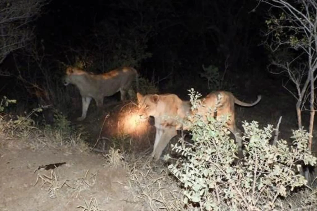 6 Days Kruger Park Safari & Community Service at Bongan Lodge or Wits Bushcamp Two lions walking at night through sparse bushes, illuminated by a spotlight. The scene conveys a sense of wilderness and nocturnal alertness.