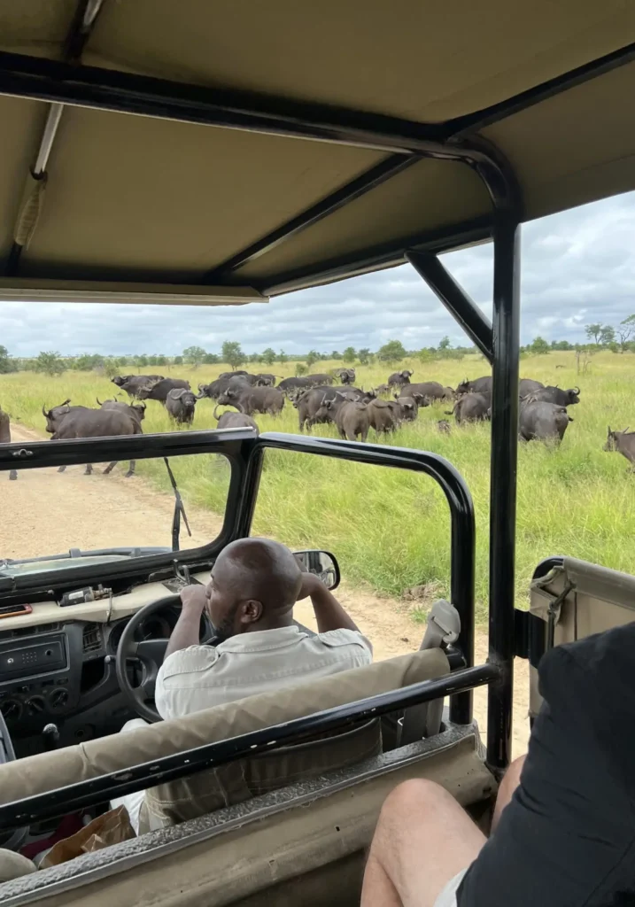 2 Day Kruger Park /Manyeleti tour African Village Bongan lodge from Safari vehicle observing buffalo herd.