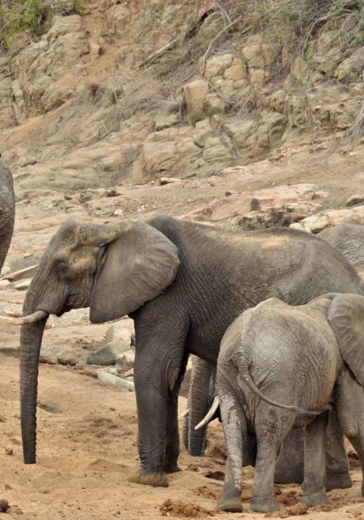 2 Day Kruger Park A group of elephants, including two adults and a baby, stand in a rocky, sandy landscape. They appear calm and relaxed in their natural habitat.
